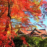 北野天満宮「史跡 御土居もみじ苑」