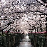 目黒川