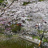津偕楽公園